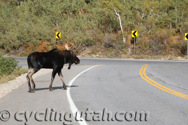 Snowbird-Hill-Climb-9-26-2015-IMG_1385